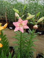 [4077 Moleto VH No101.JPG]